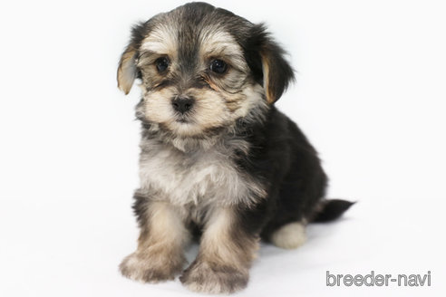 成約済の神奈川県のミックス犬-346926